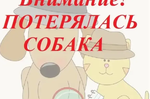 Пропала собака на улице Народная, помогите найти!