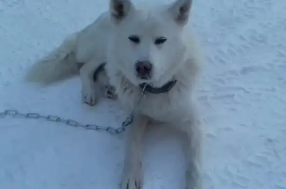 Найдена собака в Якутске, район кольцевого гимеина.