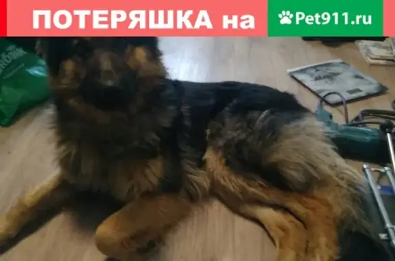 Найден пёс в Магнитогорске