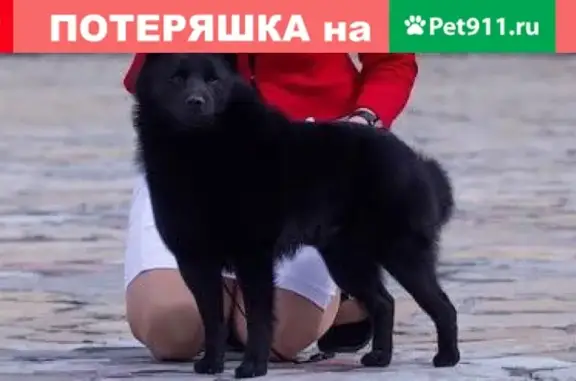 Пропала собака в Кущевском районе, вознаграждение