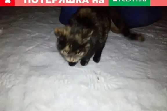 Найдена домашняя кошечка в Иваново, нужен новый дом