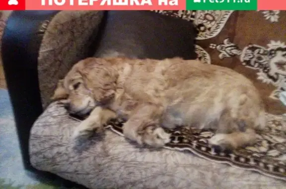 Пропала собака в селе Патруши, Свердловская область