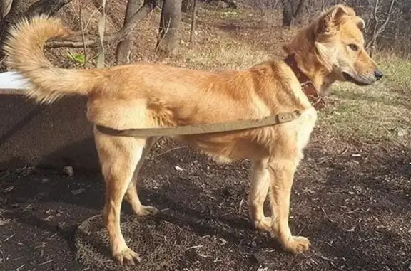 Пропала собака во Владивостоке, Маяк.