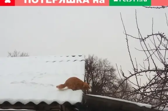 Пропал котенок в Черняховске, 3-й пер. Победы