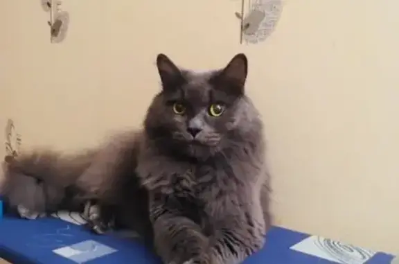 Кошки потеряшки, Набережные Челны, фото: Потеряшка кот Дымок в пос. ЗЯБ, Наб. Челны, 17а. Тел. внутри.