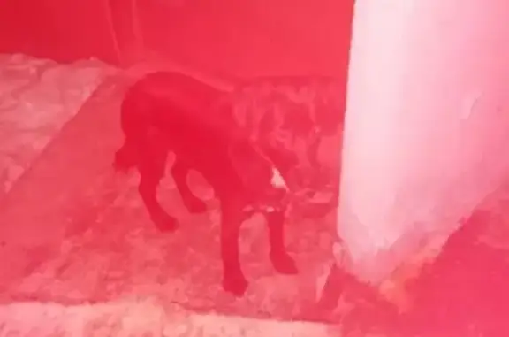 Найдена собака на Галушина, ищем хозяина