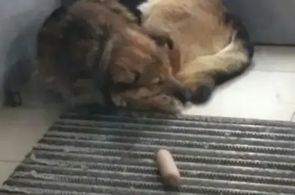Найден хромой пёсик с ошейником в Иваново