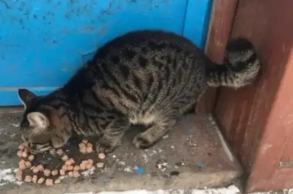 Найдена кошка в Кемерово, ищу хозяина