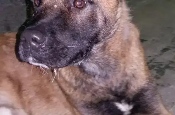 Найдена собака в Малаховке с поврежденной лапой