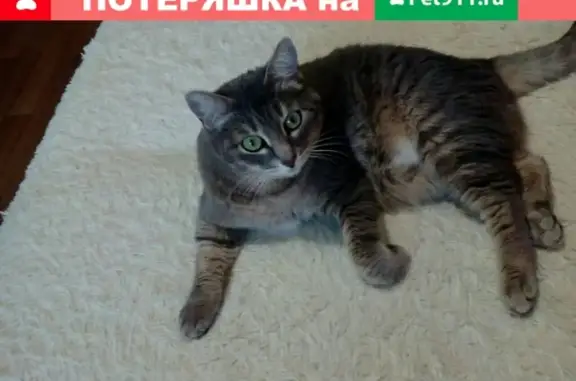 Пропала кошка на улице Клименко, д.36: помогите найти!
