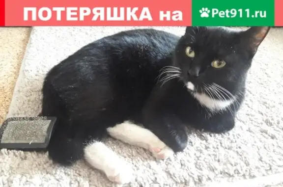 Найдена черная кошка на ул. Седова (Екатеринбург)