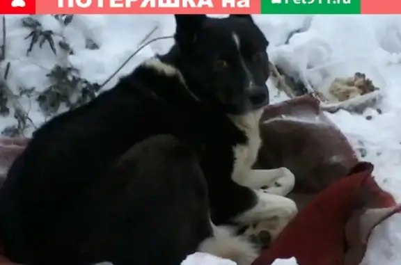 Найдена собака в Кирове