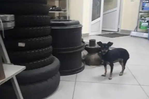 Найдена собака в районе СТО, обращаться в магазин Автозапчасти на ул. 60 лет Октября, 50