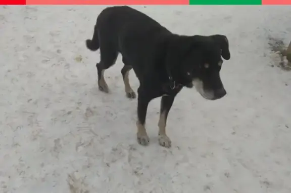 Найдена черная собака возле автовокзала в Екатеринбурге