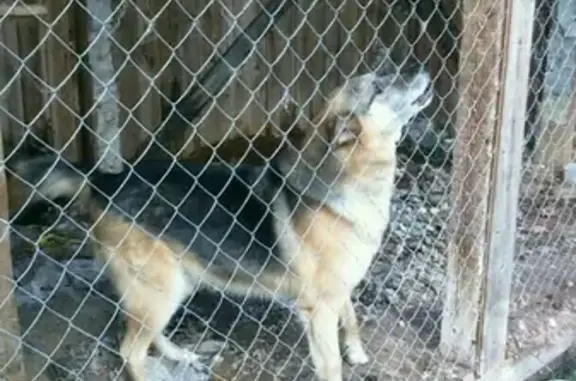 Собаки потеряшки, СОТ Красная Рябина, фото: Потеряшка собака из Чесноково, ищем в Устьянском районе.