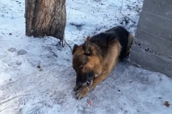 Найдена собака в Коркино