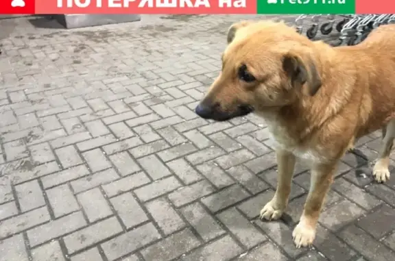 Найден пёс в СИТИ-ПАРК Град, нужны заботливые руки