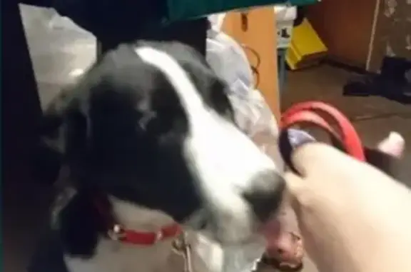 Найден щенок на Коломенском проезде, ищем хозяев и передержку