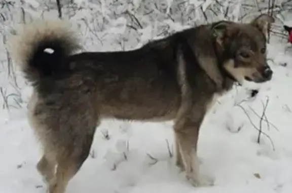 Пропала собака Серый в Н.Новгороде, ул. Айвазовского