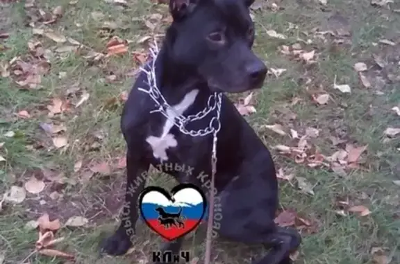 Пропала собака в Красноярске, порода стафф, кличка Гром