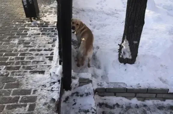 Найдена собака в Владимире, ищем владельца