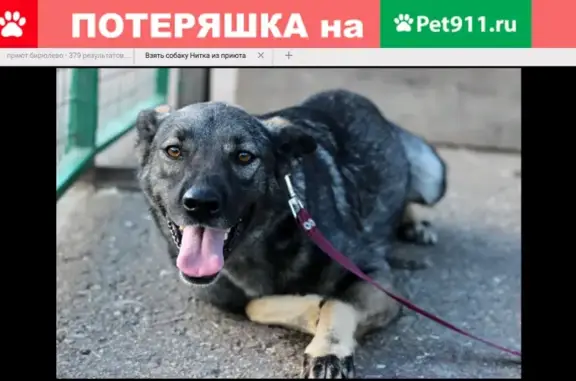 Пропала собака возрастом 3 года в Подольском районе, адрес: микрорайон Львовский