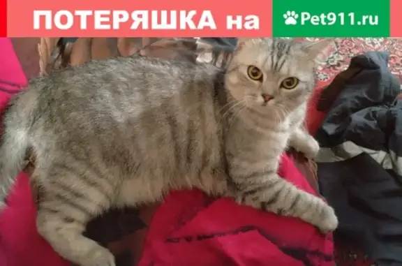 Найден кот на Октябрьской 1, ищем хозяина