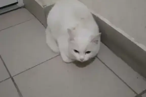 Найдена белоснежная кошка на Водопроводной улице в Томске