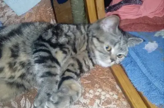 Найдена кошка на заречном шоссе в Ижевске