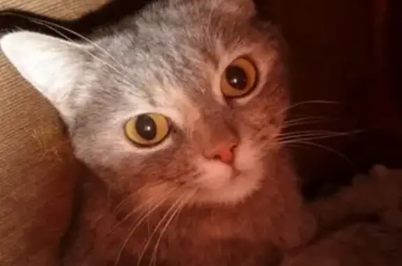 Найдена кошка в Шилово, нужен хозяин