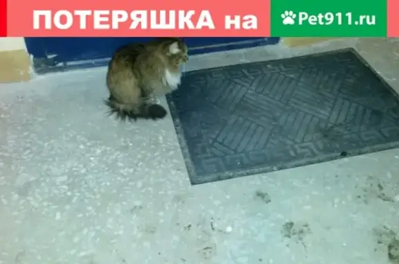 Найдена кошка на ул. Ново-Светлая в Казани