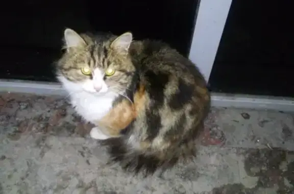 Найдена пушистая кошка на пр. Дзержинского