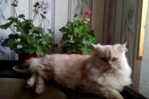 Пропала персидская кошка в Адлере, помогите!
