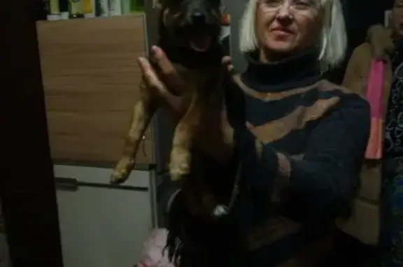 Найдена собака Гайка в Красноярске