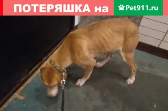 Собака найдена в Краснознаменске, Московская область