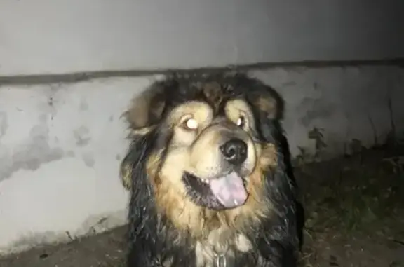 Собаки потеряшки, Дубна, фото: Потеряшка собака Ричи на ул. Первомайская, п. Дубна