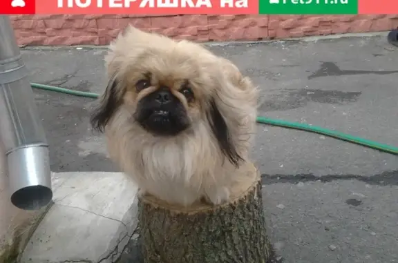 Пропала собака на улице Шуякова, Воронежская область