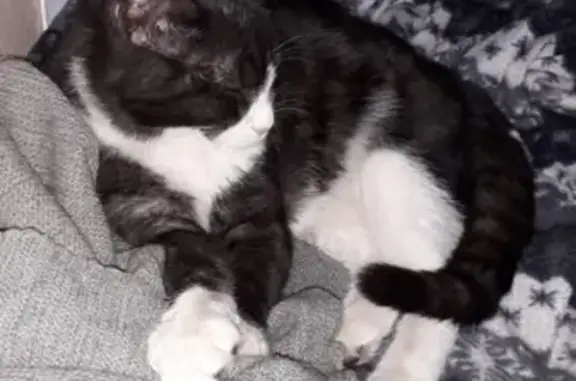 Кошки потеряшки, Новосибирск, фото: Потеряшка кот Вася на центральном кпп, посёлок Гвардейский