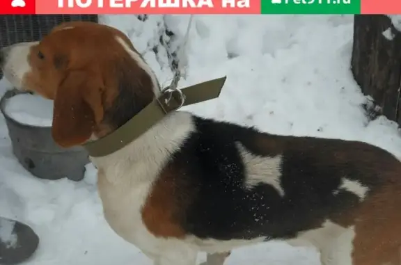 Собаки потеряшки, хутор Степной, фото: Потеряшка собака Август в х. Степной, Волгоградская область