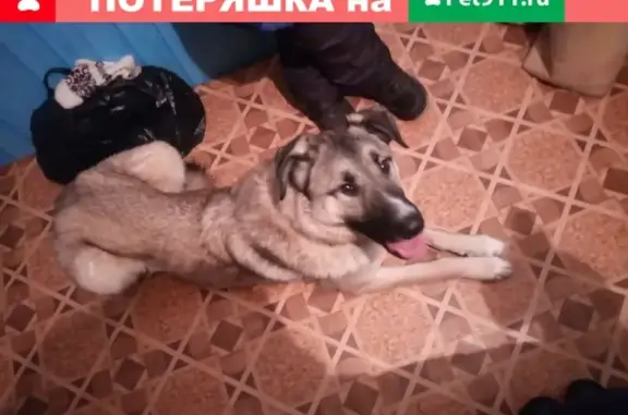 Пропал пёс Бодя на Тимане, вознаграждение 5000 рублей.