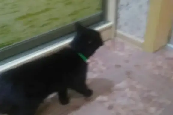 Найдена кошка на Зеленой улице в Серове!