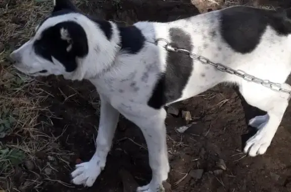 Пропала собака на старой Черепети, Тульская область