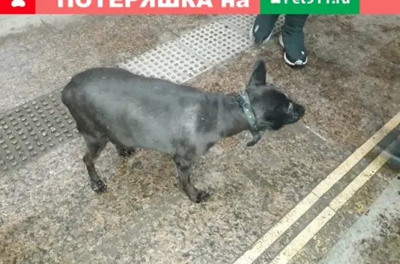 Собака найдена у м. Домодедовская, передержка на м. Коломенская