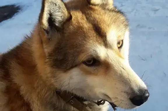 Найдена собака на улице Калинина, Копейск