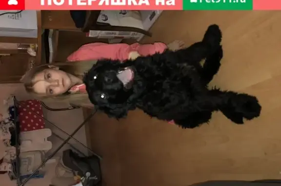 Собака без ошейника на Октябрьском проспекте, Люберцы, МО