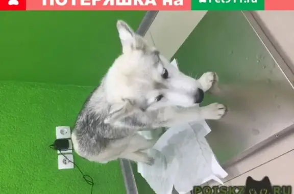 Собака найдена на ул. Селиванова 25, Ростов-на-Дону
