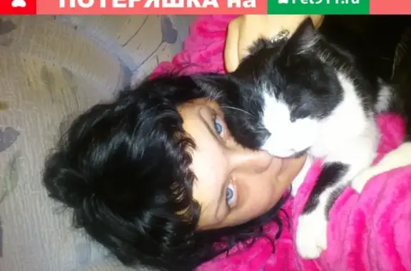 Пропала кошка Марик на Театральной улице, Новосибирск.