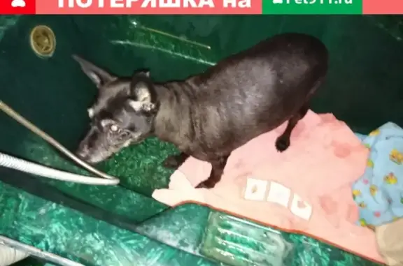 Найдена чёрная собака у метро Домодедовская.