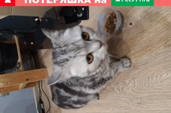 Найдена кошка на ул. Вишневского, Казань