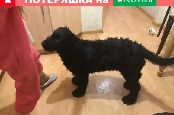 Найден щенок на Октябрьском проспекте, Московская область